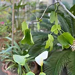 Oasis * Μπάρι