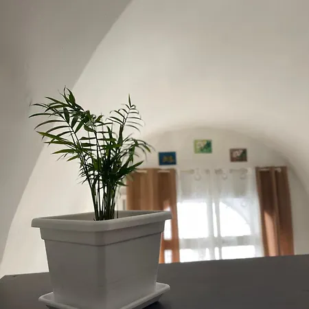 Oasis *