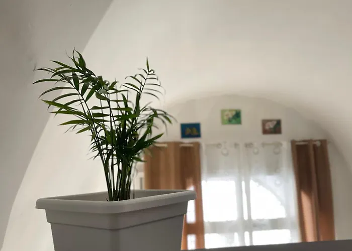 Oasis *